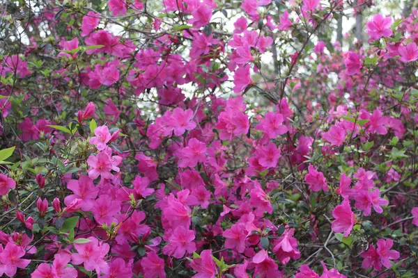 Pembe Azalea Çiçekleri İlkbaharda Tamamen Çiçek Açar. 