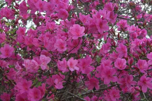 Pembe Azalea Çiçekleri İlkbaharda Tamamen Çiçek Açar. 