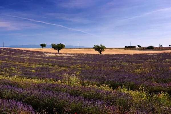 Lavender Wheat Field Blue Sky Morning Landscape Violet Blue Tones — Stock Photo, Image