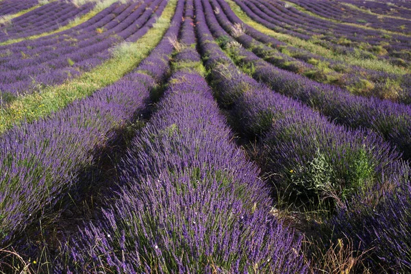 Ändlösa Lavendelfält Provence Frankrike Landsbygdslandskap — Stockfoto