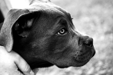 Siyah beyaz bir köpek.