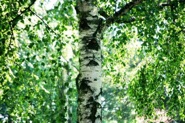 Ormanda huş ağaçları, doğa ve arka planda