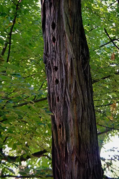 Doğadaki güzel orman