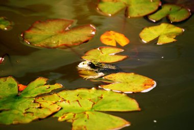 Nilüfer çiçeğinin manzarası