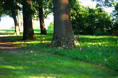 Ağaçları ve yeşil otları olan güzel bir manzara.