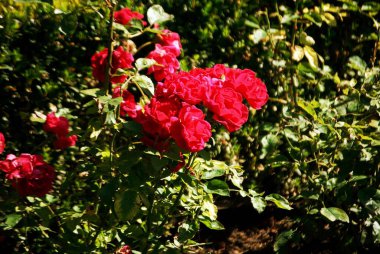 Güzel botanik fotoğrafı, doğal duvar kağıdı.