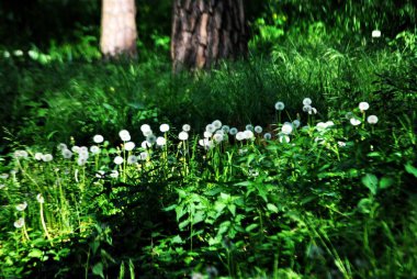 Şehirde bir kadın heykeli