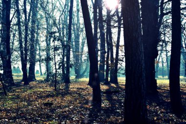 Sabah güzel bir orman