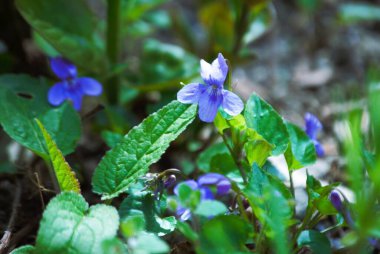 Bahçedeki güzel çiçekler
