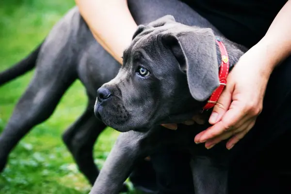 Yeşil çimlerde siyah köpek yavrusu.