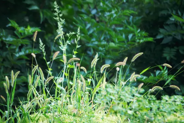 Bahçedeki yeşil çimenler