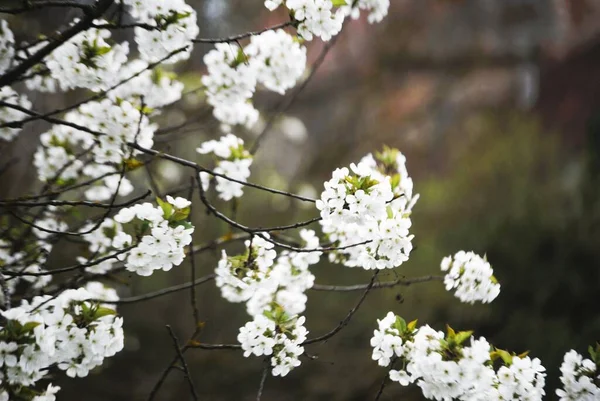 Bahçede kiraz çiçekleri