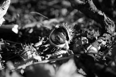 Bahçedeki fabrikayı kapatın.