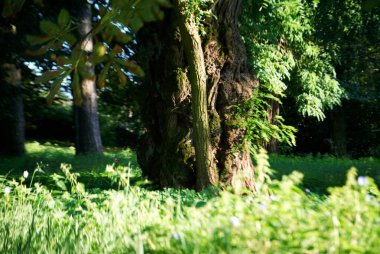 Sabah güzel bir orman