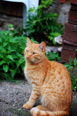 Bir binanın önünde yerde oturan bir kedi.