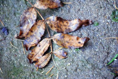 Yerde bir grup yaprak var.