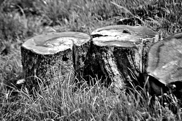 Bir ağaç kütüğünün siyah beyaz fotoğrafı