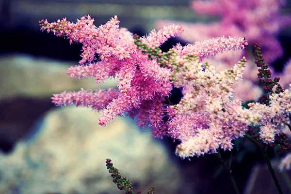 Vazodaki bir demet çiçek.