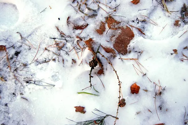 a snow covered ground with a small plant