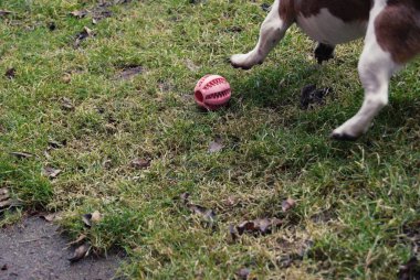 Köpek topla oynuyor.