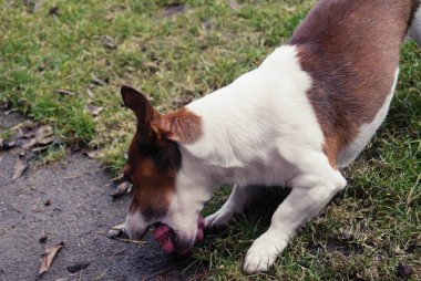 Köpek yemek yiyor..