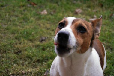 Evde sevimli bir köpek var.