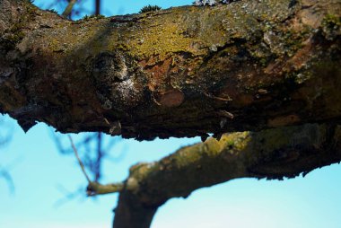 Ağaç gövdesi, doğa bitki örtüsü.