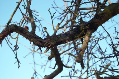 Ormandaki bir ağacın dalı.