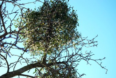 Ağaç dalları, doğa bitki örtüsü.