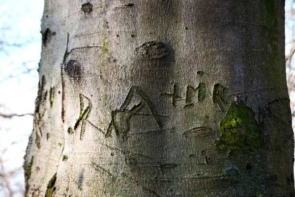 Beyaz ve yeşil arkaplanı olan bir ağaç gövdesinin yakın plan çekimi.