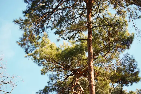 Kışın çam ağacı ormanı, bitki örtüsü ve doğa