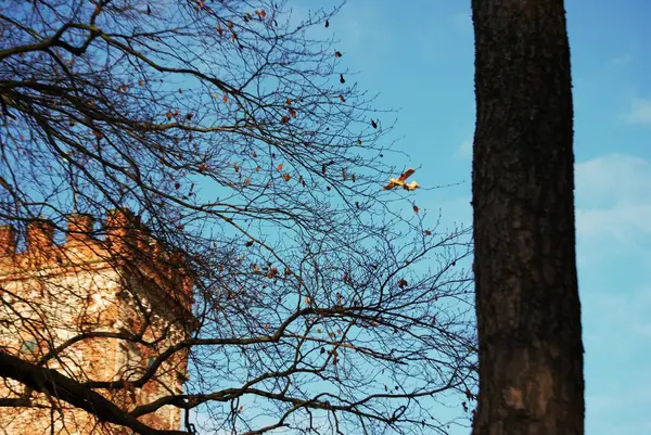 Parkın güzel manzarası