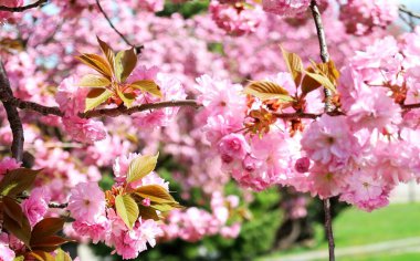 Bahçedeki güzel pembe çiçekler