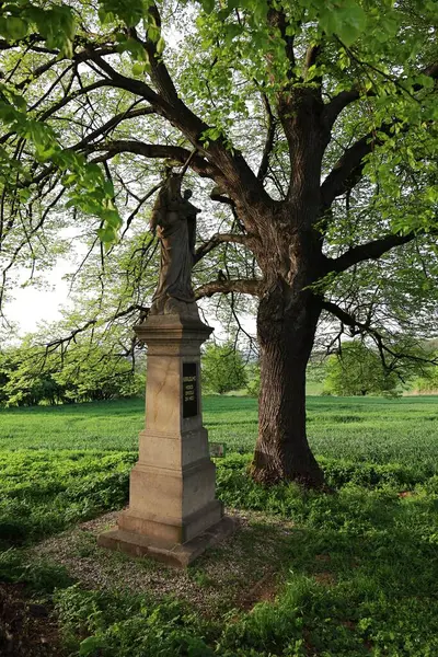 Parktaki yeşil ağacın güzel manzarası.
