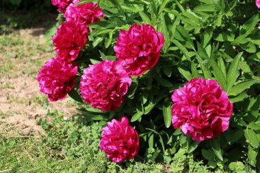 Bahçedeki güzel pembe şakayık çiçekleri