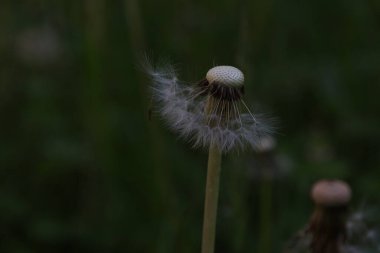Güzel botanik fotoğrafı, doğal duvar kağıdı.