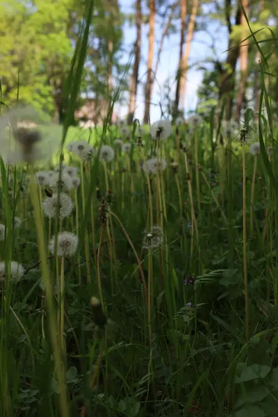 Bahçedeki yeşil çimenler