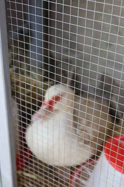 Şirin beyaz ve kahverengi bir tavuğun yakın plan fotoğrafı.