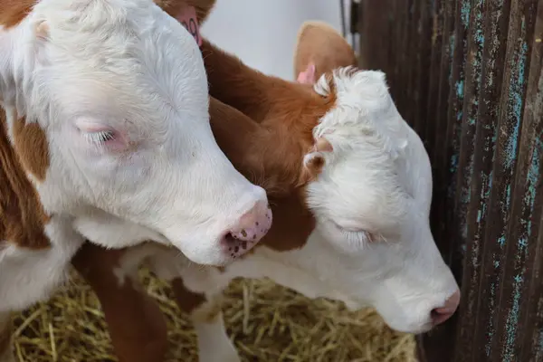 Çiftlikteki bir ahırda inekler