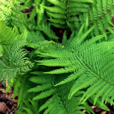 Ormanda yeşil eğrelti otu