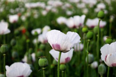 Bahçedeki güzel çiçekler