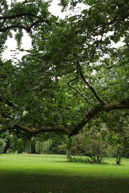 Parkın güzel manzarası