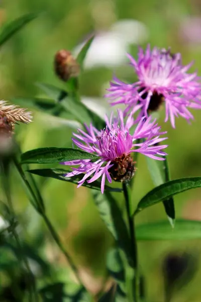 Güzel botanik fotoğrafı, doğal duvar kağıdı.