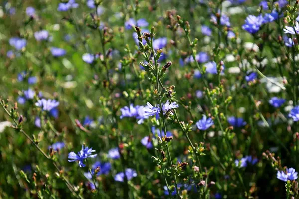 Bahçedeki mavi çiçekler