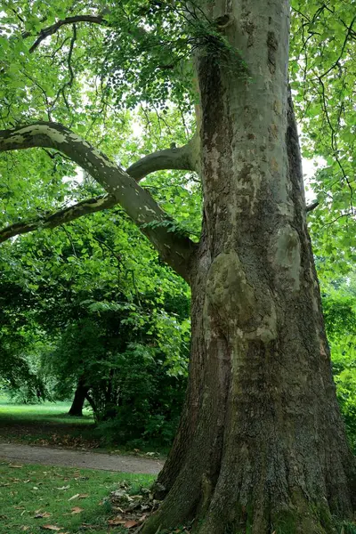 Eski meşenin güzel manzarası