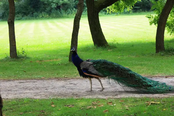 Hollanda 'daki parkta tavus kuşu