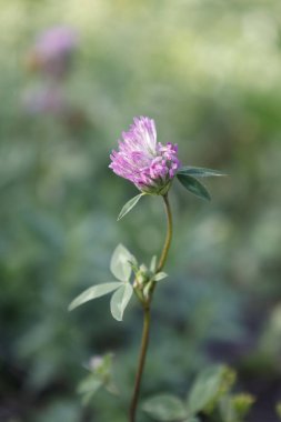 Bahçedeki güzel çiçekler