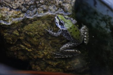 Göletteki bir dalda küçük bir kurbağa