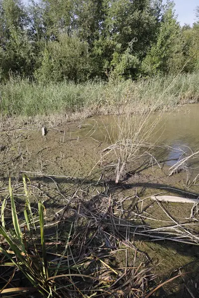 Ormanda büyük bir kuş olan küçük bir gölet.