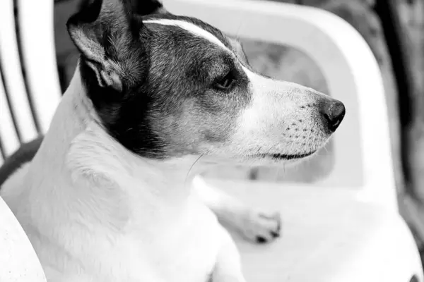 siyah ve beyaz köpek